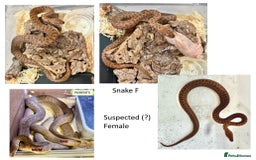 Python Snake reptiles for sale: Children’s Pythons (Antaresia childreni) - Image 6
