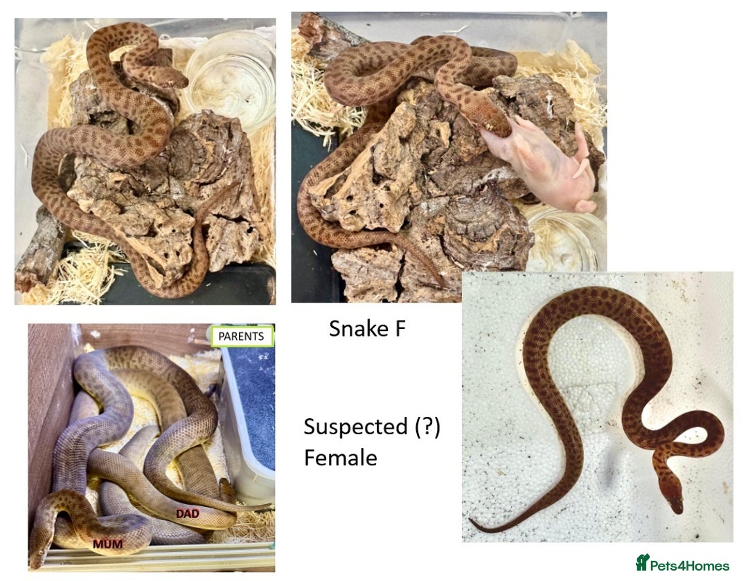 Python Snake reptiles for sale: Children’s Pythons (Antaresia childreni) - Image 6