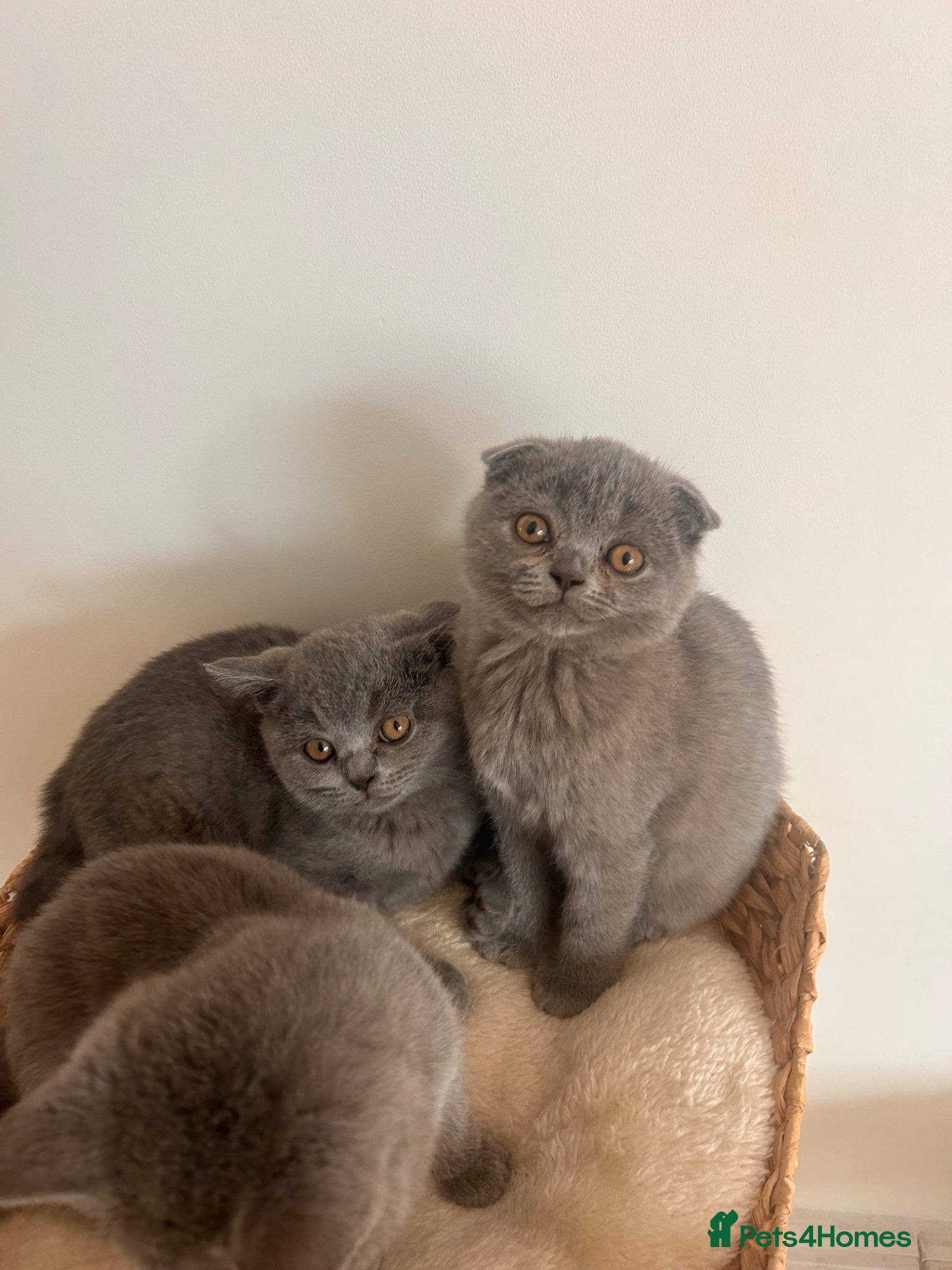 Scottish Fold cats Beautiful Scottish fold / straight last 2 £450 - Advert 8