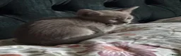 Burmese cats for sale: Gorgeous Playful Loving Burmese Kittens  - Advert 21