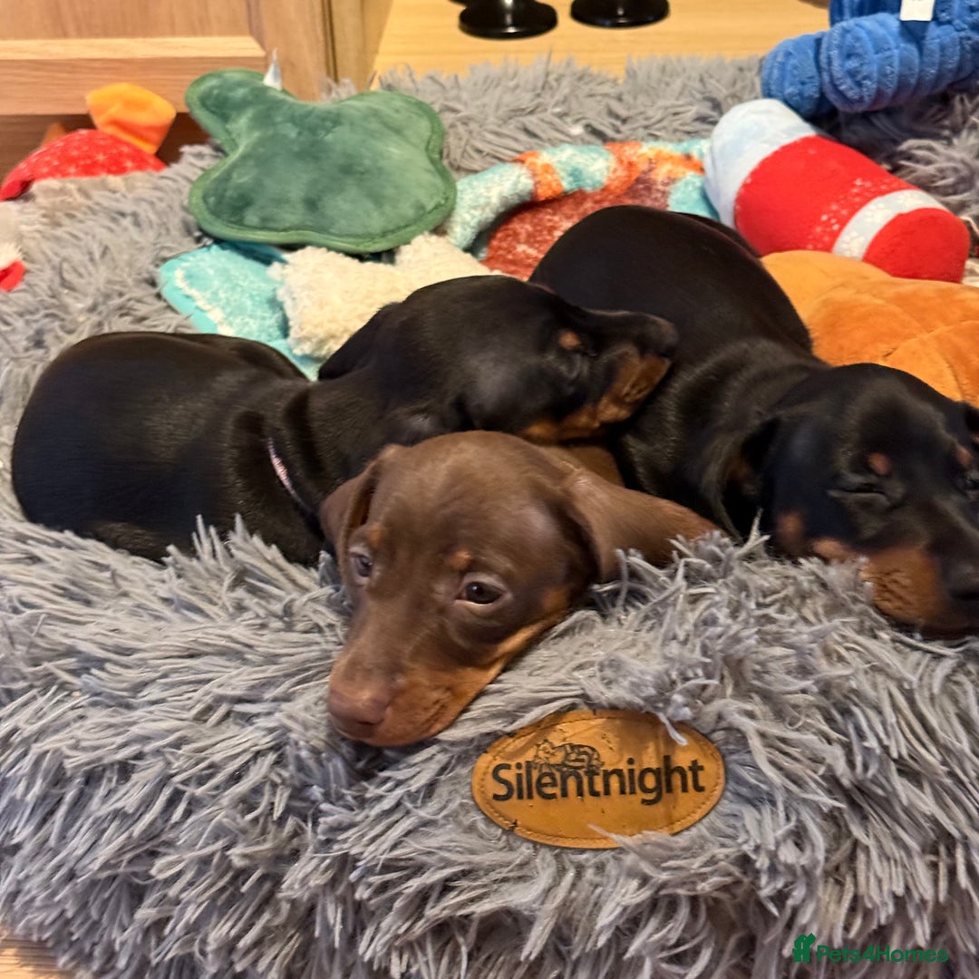 Miniature Dachshund dogs for sale: 2 x Dachshund Minis - Males - Advert 5