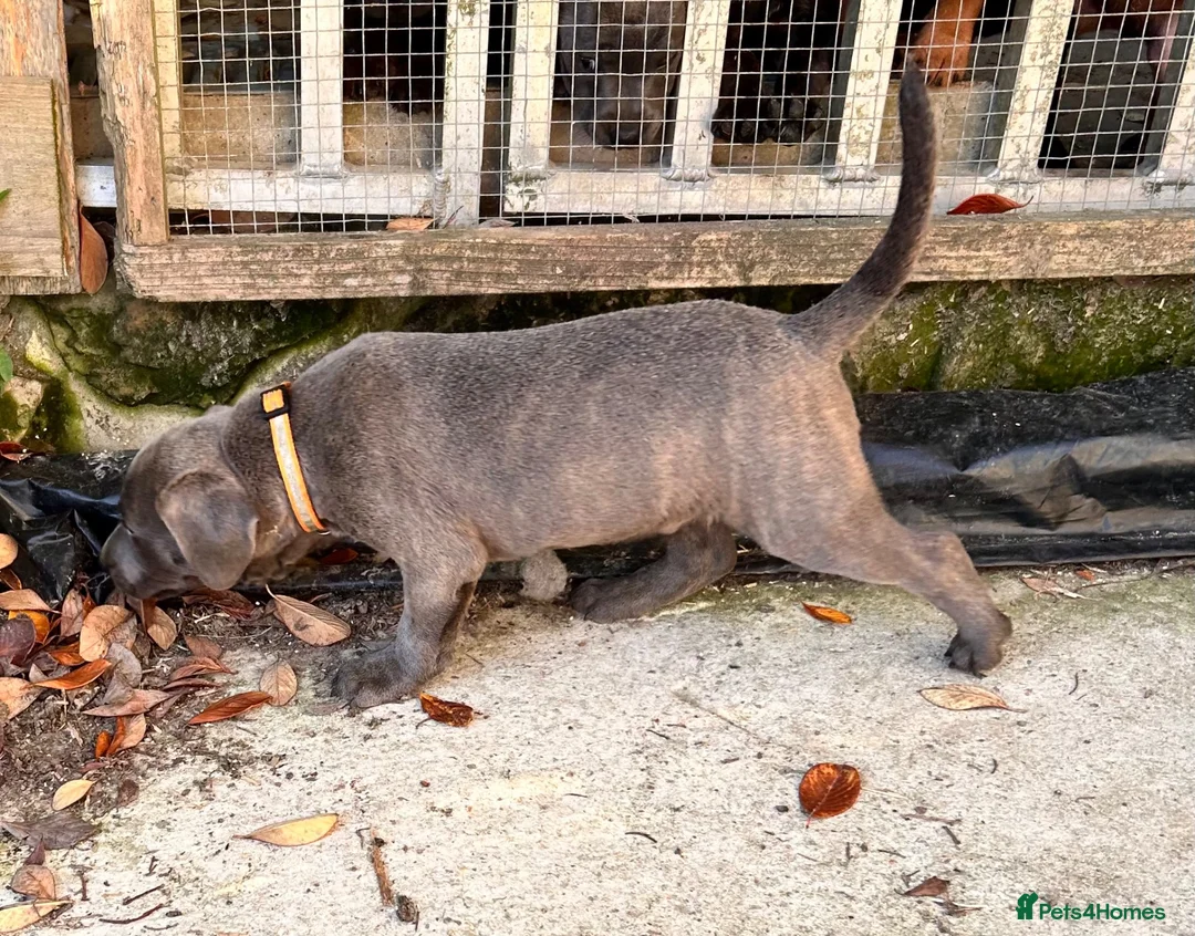 Patterjack dogs for sale: Patterjack pups with amazing & rare colours!  in Etchingham - Advert 22
