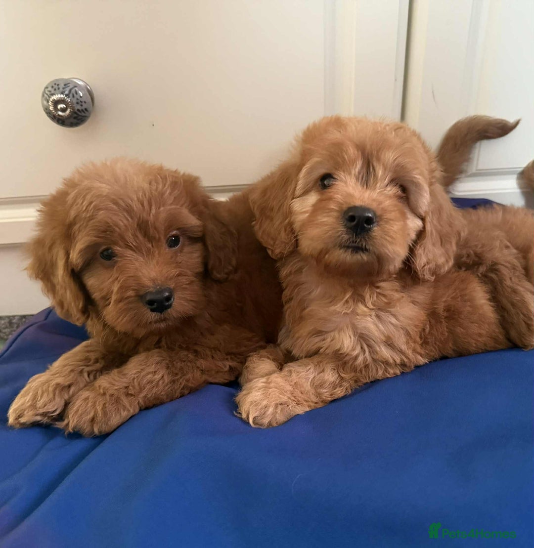 Cockapoo dogs for sale: Ready to beautiful cockapoo puppies  - Advert 11