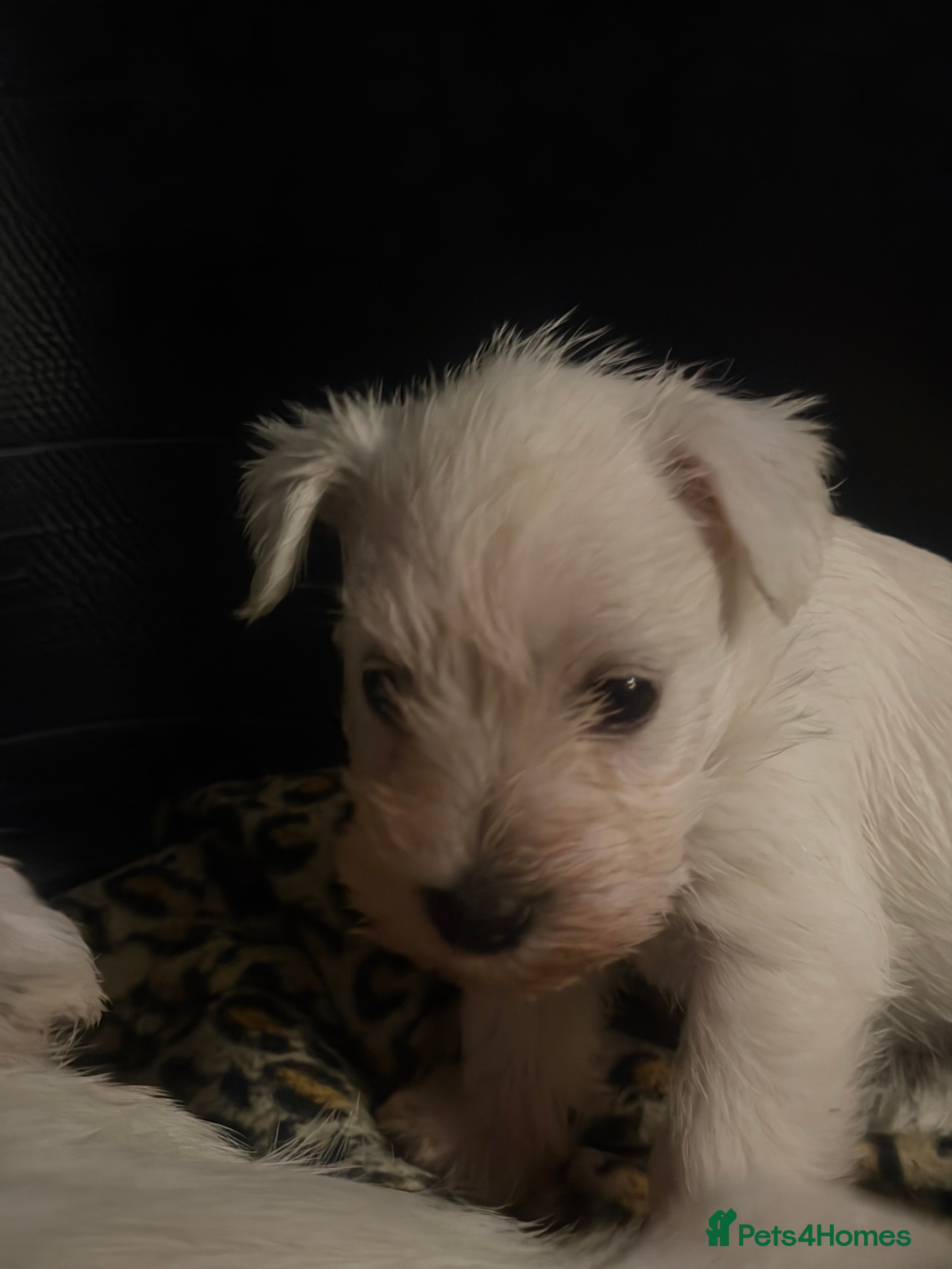 Miniature Schnauzer dogs Kc reg White Rare Miniature schnauzer pups - Advert 3