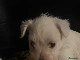 Miniature Schnauzer dogs Kc reg White Rare Miniature schnauzer pups - Advert 3