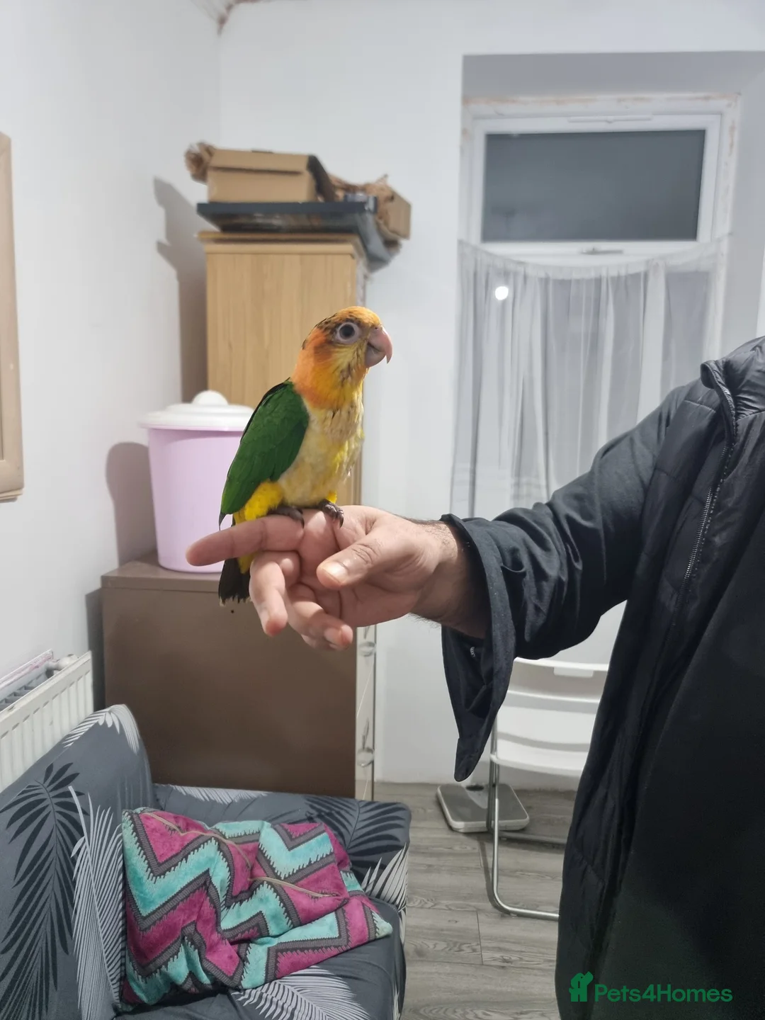 Parrots birds for sale: Baby handreared yellow thigh caique parrot superta - Advert 4