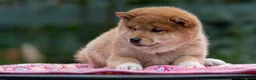 Japanese Shiba Inu dogs for sale: Elite Japanese Shiba Inu puppies, pure excellence - Advert 4