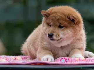 Japanese Shiba Inu dogs Elite Japanese Shiba Inu puppies, READY NOW - Advert 4