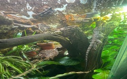 Dragon reptiles for sale: Frilled Neck Dragon Female & large vivarium  - Advert 4
