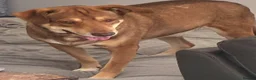 Mixed Breed dogs for adoption: Meet Luca, currently residing in Cheshire  in Nantwich - Advert 4