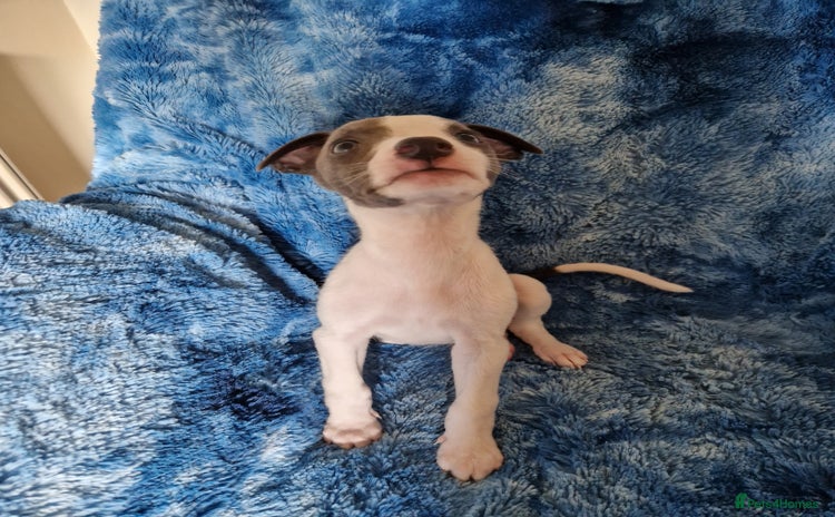 Whippet dogs - Advert 11