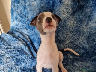 Whippet dogs - Advert 13