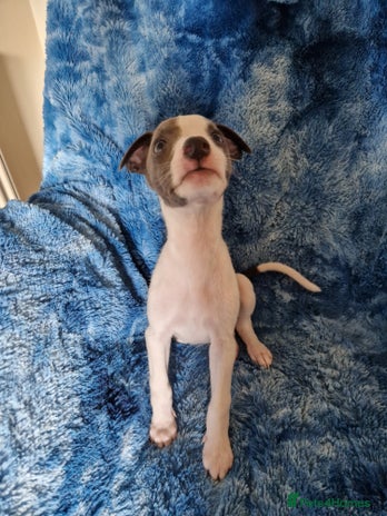 Whippet dogs - Advert 11