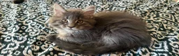 Maine Coon cats for sale: SILVER MAINE COON BOY KITTEN FOR SALE - Advert 3