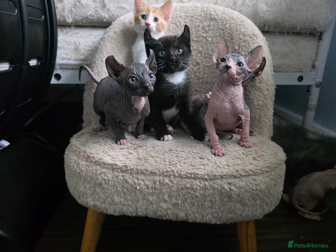 Mixed Breed cats for sale: Adorable Male Kitten – Sphynx x Devon Rex Cross - Advert 7