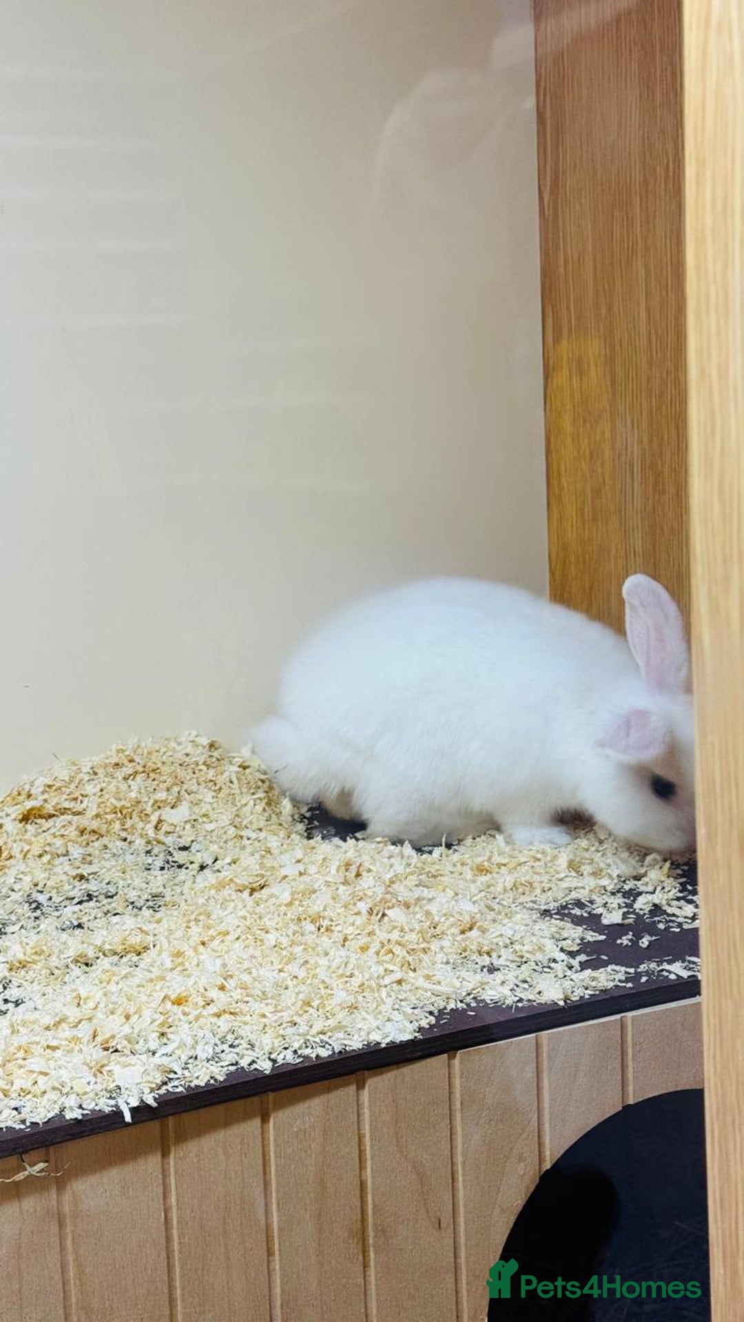 Mini Lop rabbits for sale: 10 weeks old male bunny  - Image 3