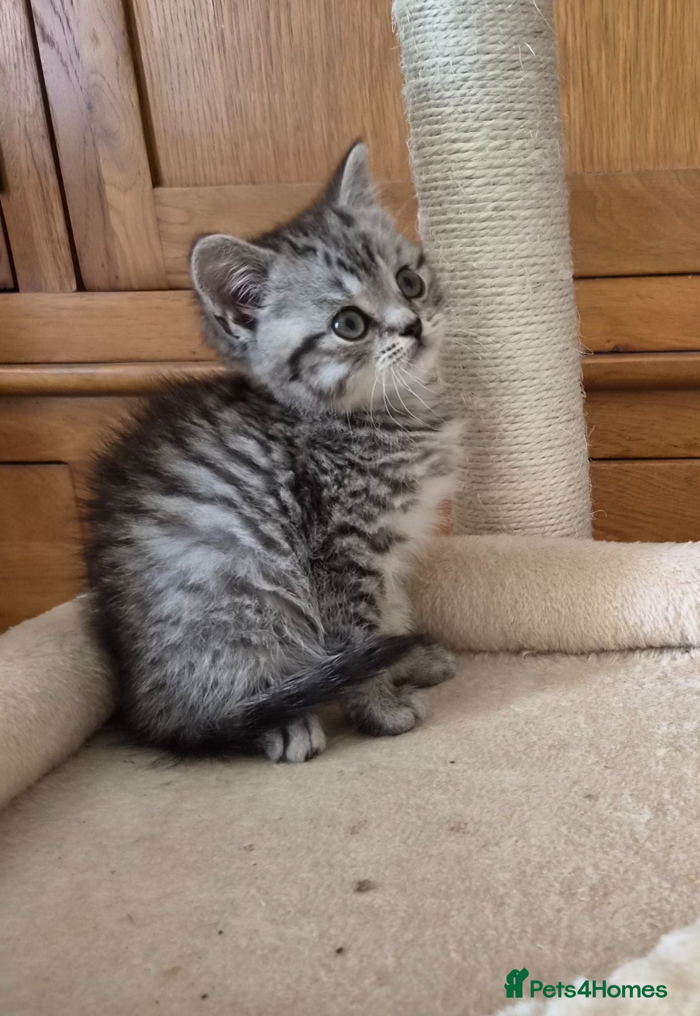 British Shorthair cats Stunning British Shorthair kittens - Advert 1