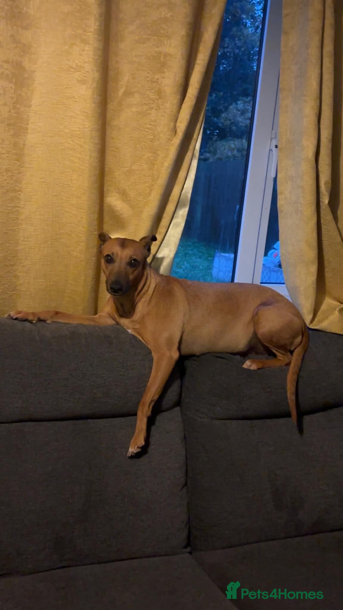 Mixed Breed dogs Whippet terrier X Cane corso - Advert 3