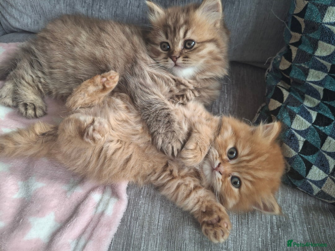 British Longhair cats for sale: 2 x Rare and stunning Pedigree BLH kittens - Image 11