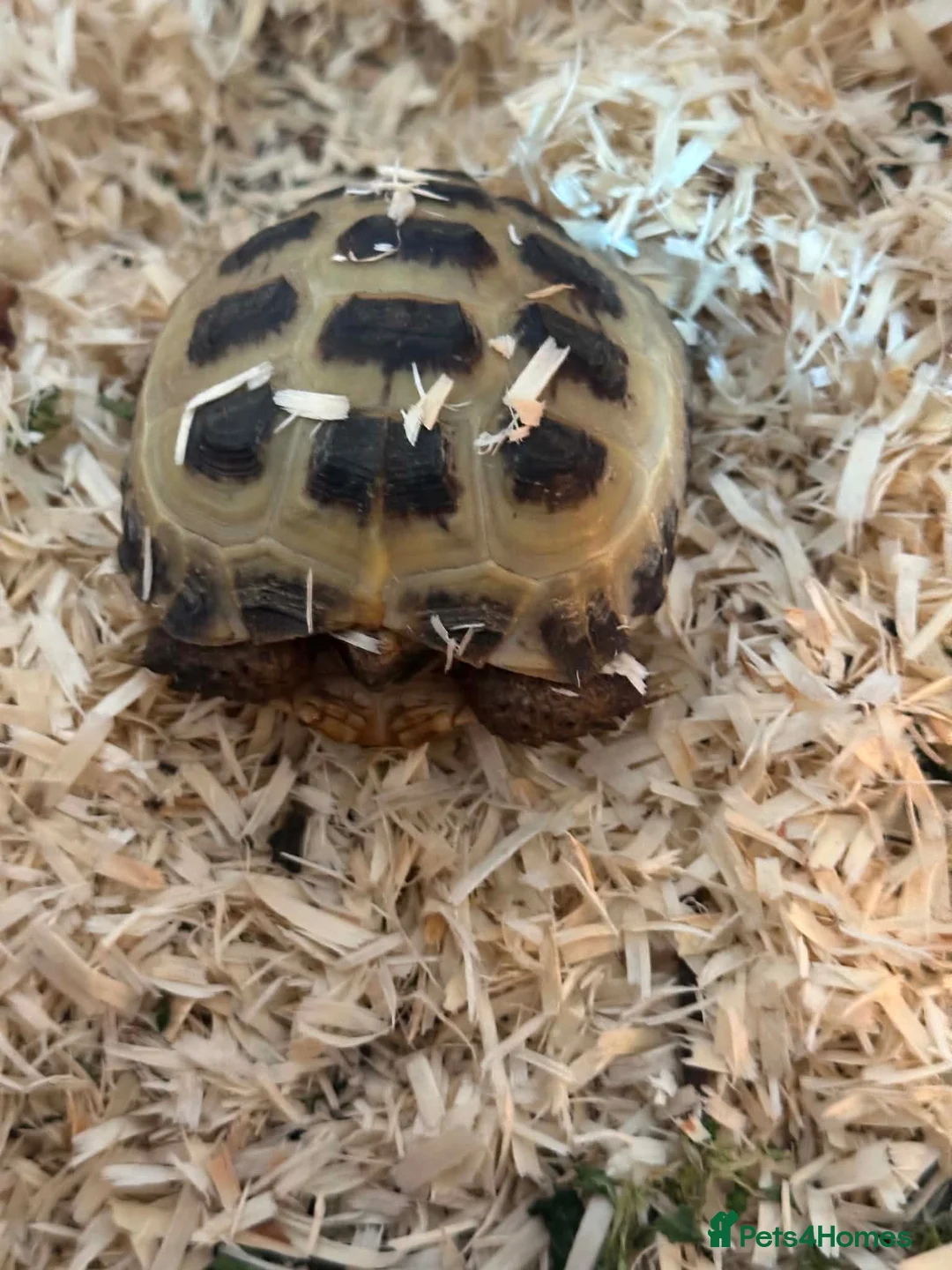 Hermann Tortoise reptiles for sale: Hermanns tortoise in Bury Saint Edmunds - Advert 2