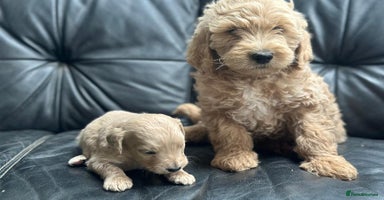Bernedoodle dogs - Advert 4