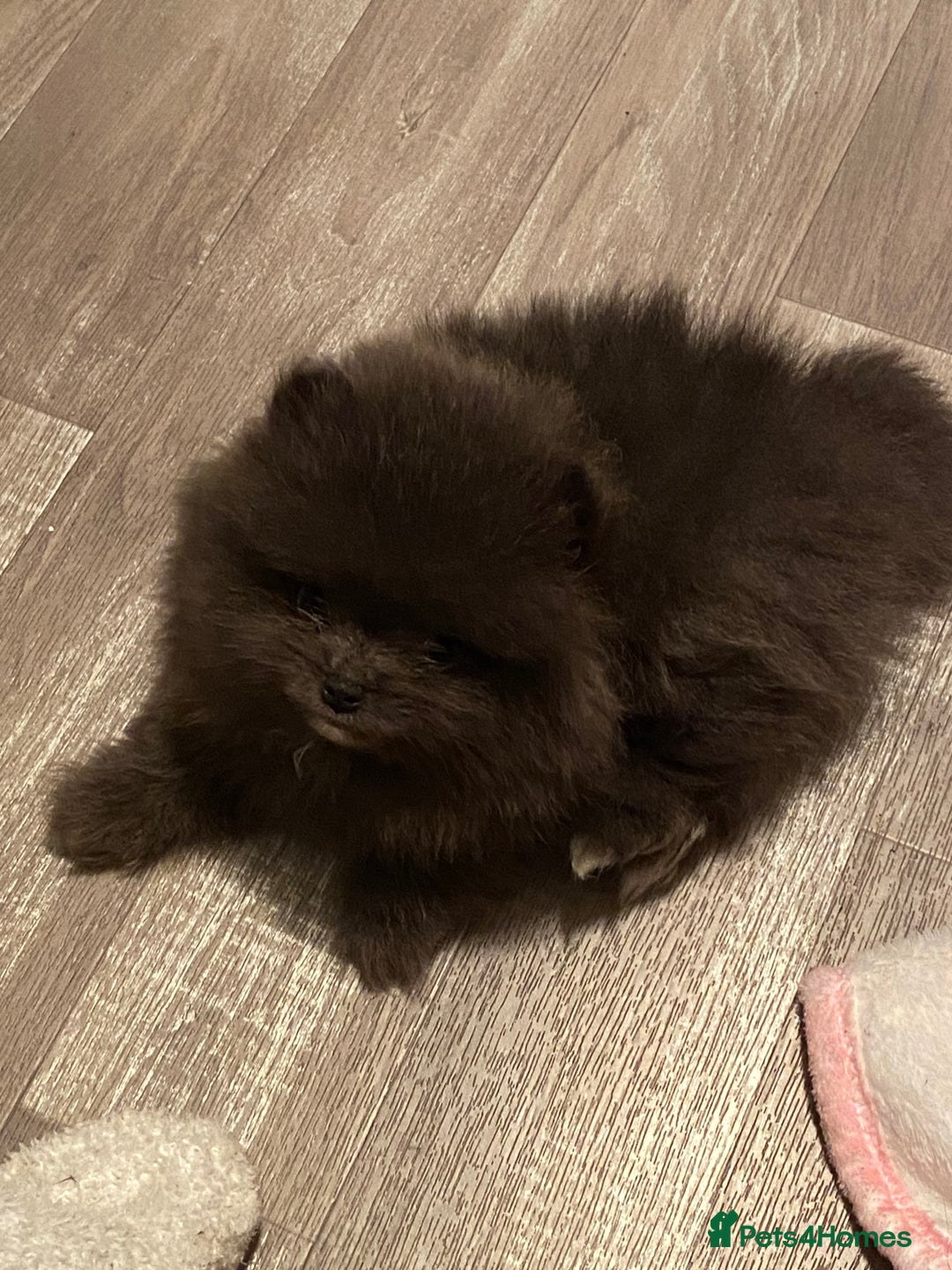 Pomeranian dogs for sale: Stunning Pomeranian puppies - Advert 11