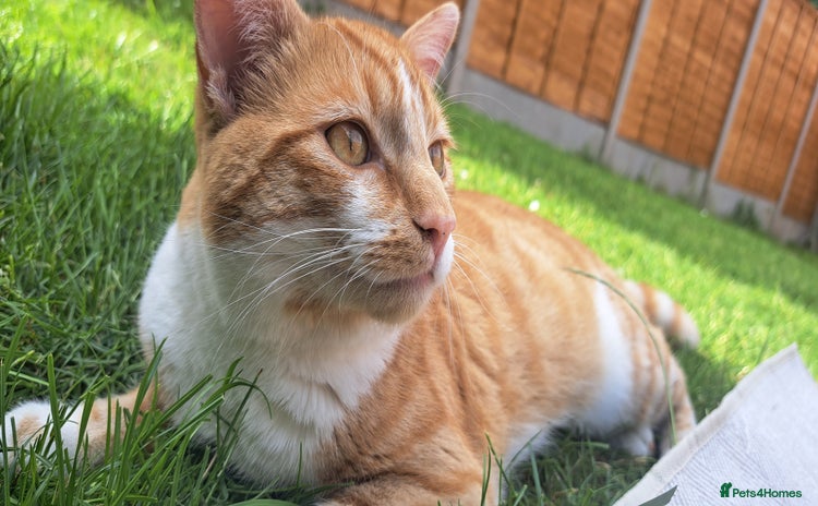 Domestic Shorthair cats - Advert 2