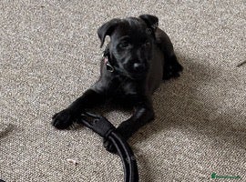 Patterdale Terrier dogs Patterdale male pup - Advert 5
