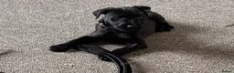 Patterdale Terrier dogs for sale: Patterdale male pup - Advert 1