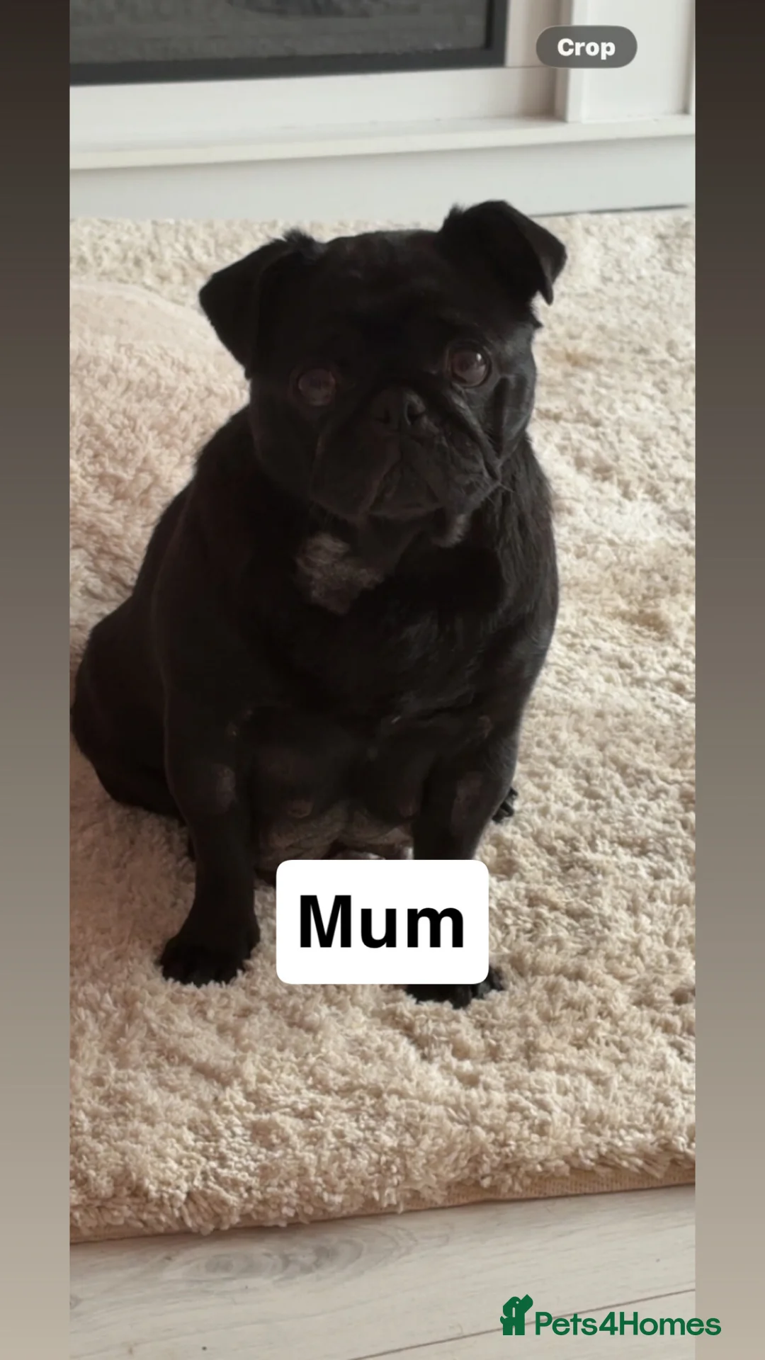 Mixed Breed dogs for sale: Adorable PugX puppies last boy available  - Advert 9