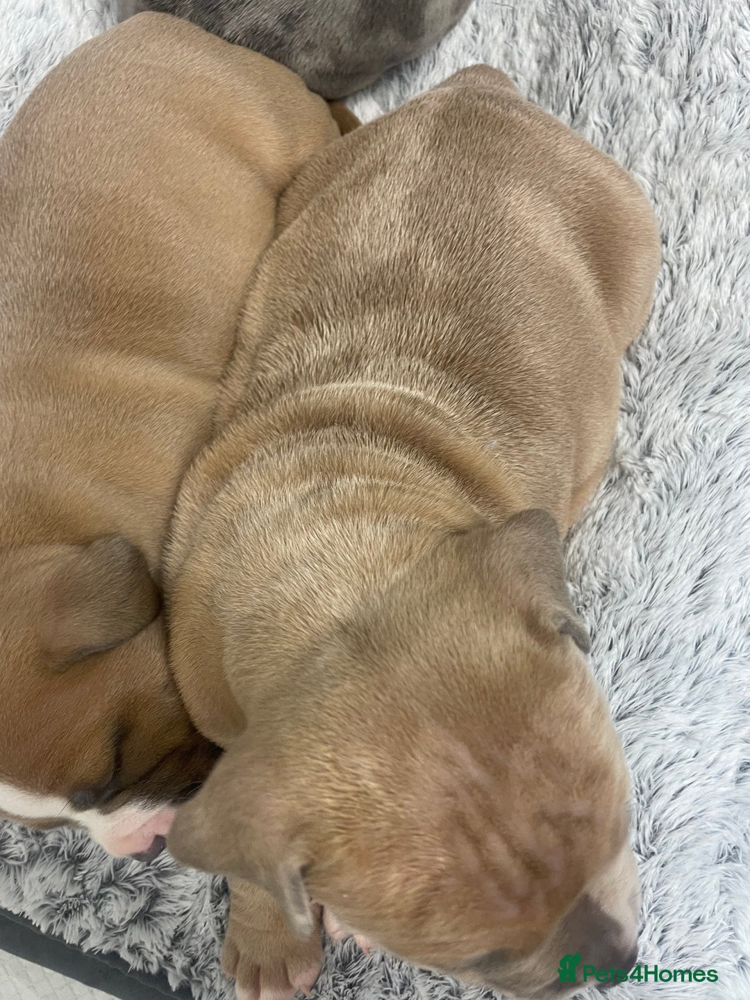 American Bully dogs for sale: ABKC registered Pocket bully/American bully   - Advert 7