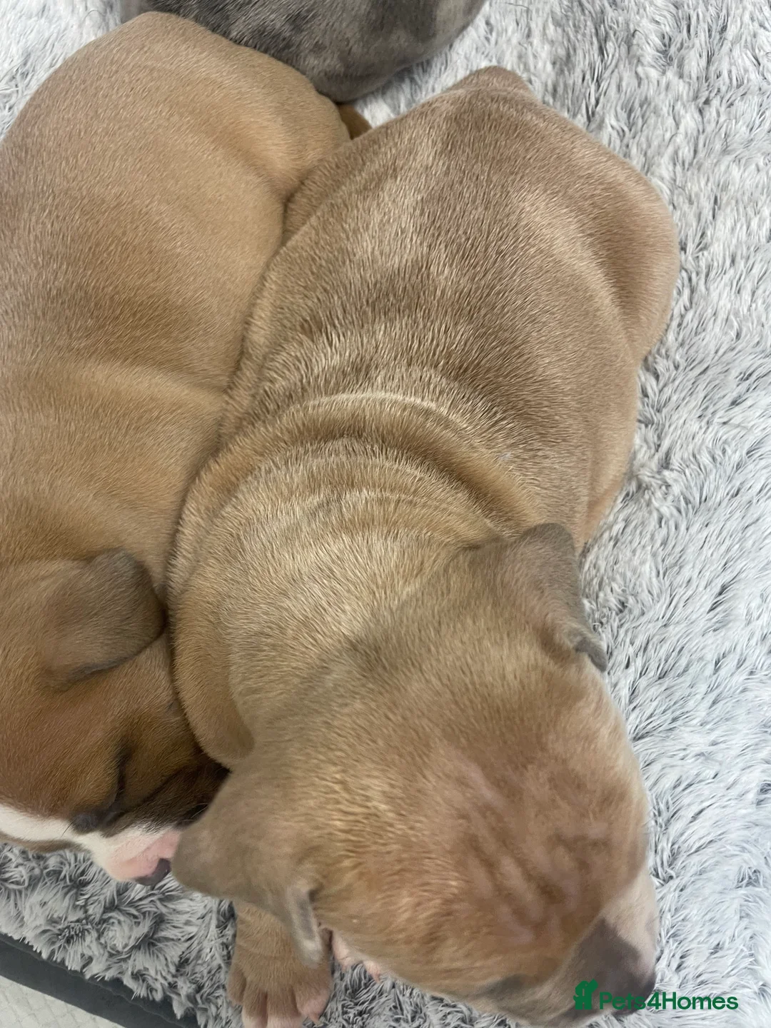 American Bully dogs for sale: ABKC registered Pocket bully/American bully   - Advert 9
