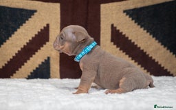 English Bulldog dogs for sale: For sale: 7 English Bulldog Puppies - Image 25