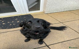 Cockerdor dogs for sale: Cockador Puppies - Image 12