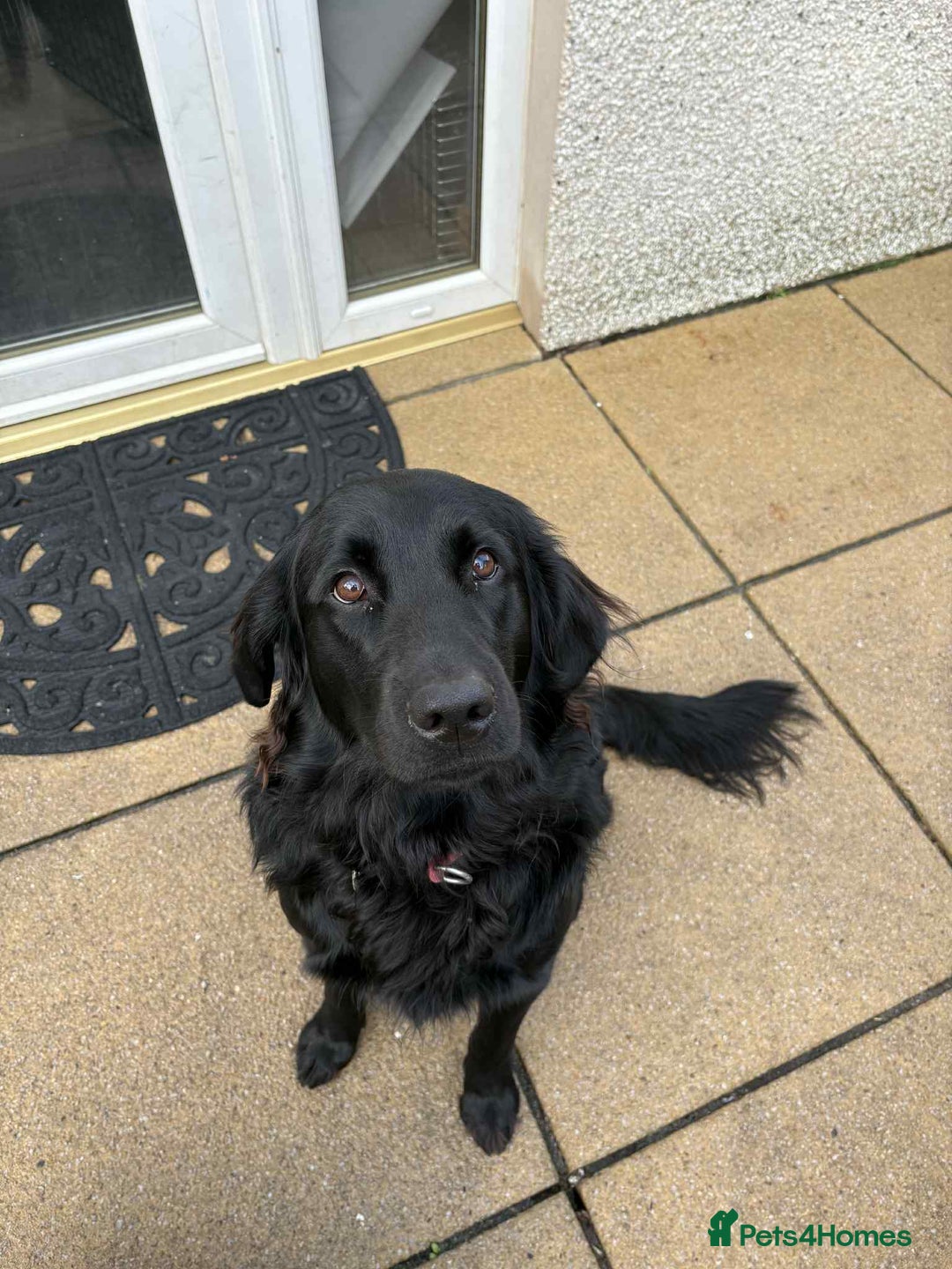 Cockerdor dogs for sale: Cockador Puppies - Image 12