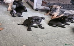 Mixed Breed dogs for sale: Reduced to 400 - Image 10
