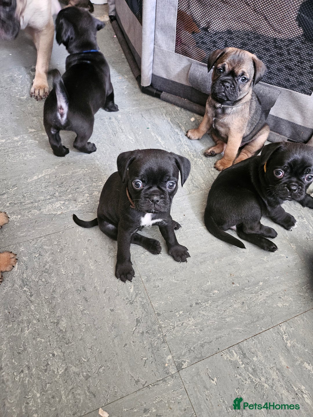 Mixed Breed dogs for sale: Reduced to 400 - Image 10