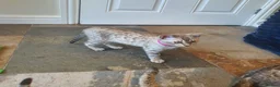Bengal cats for sale: 🐆💕Very Beautiful Tica Registered Bengal Kittens. - Advert 16