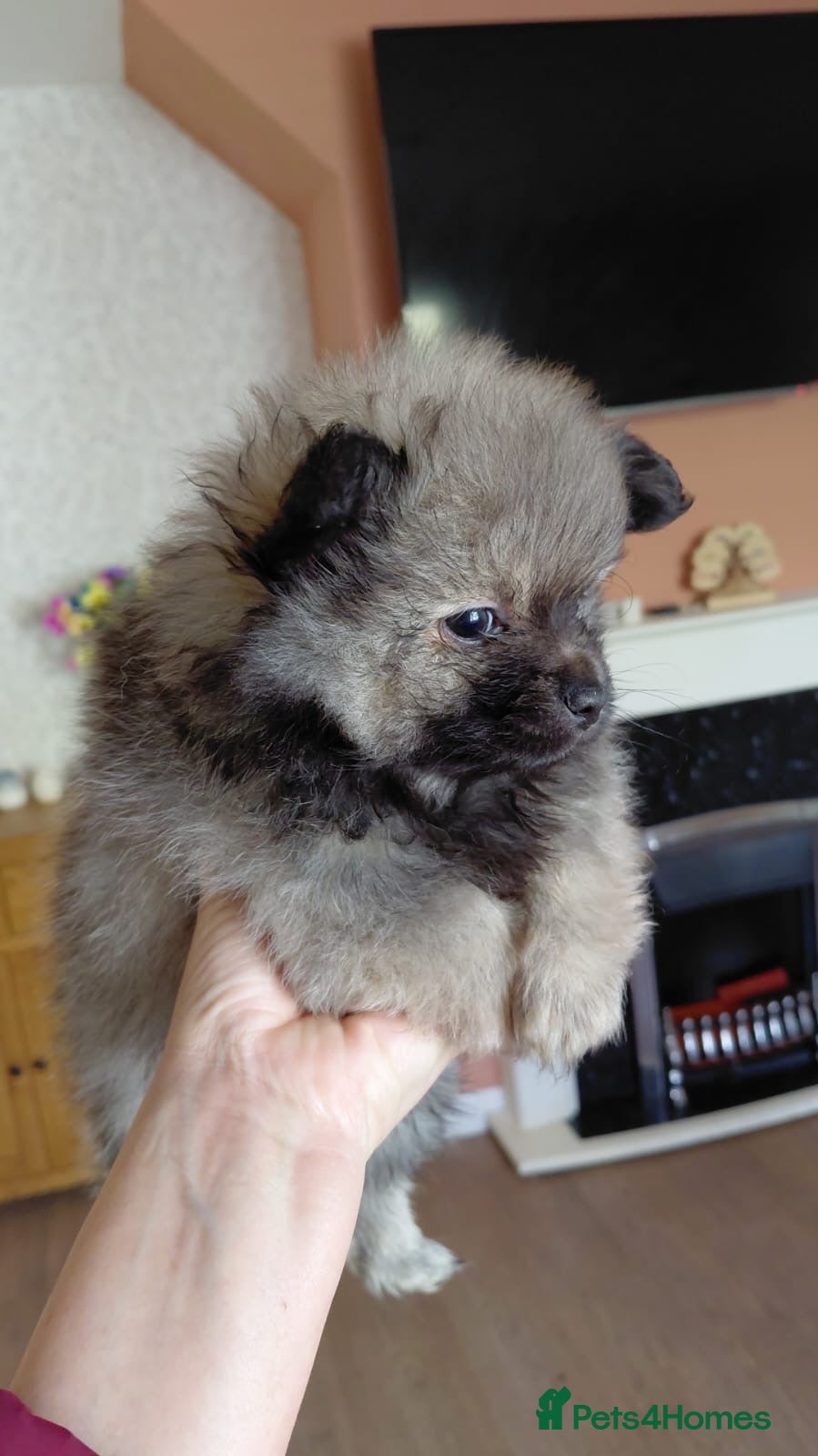 Pomeranian dogs Beautiful Pomeranian pups  - Advert 1