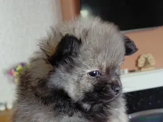Pomeranian dogs Beautiful Pomeranian pups - Advert 2