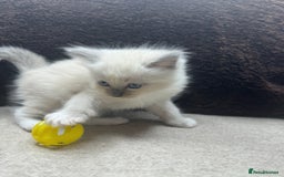 Ragdoll cats for sale: BEAUTIFUL RAGDOLL KITTENS - Image 19