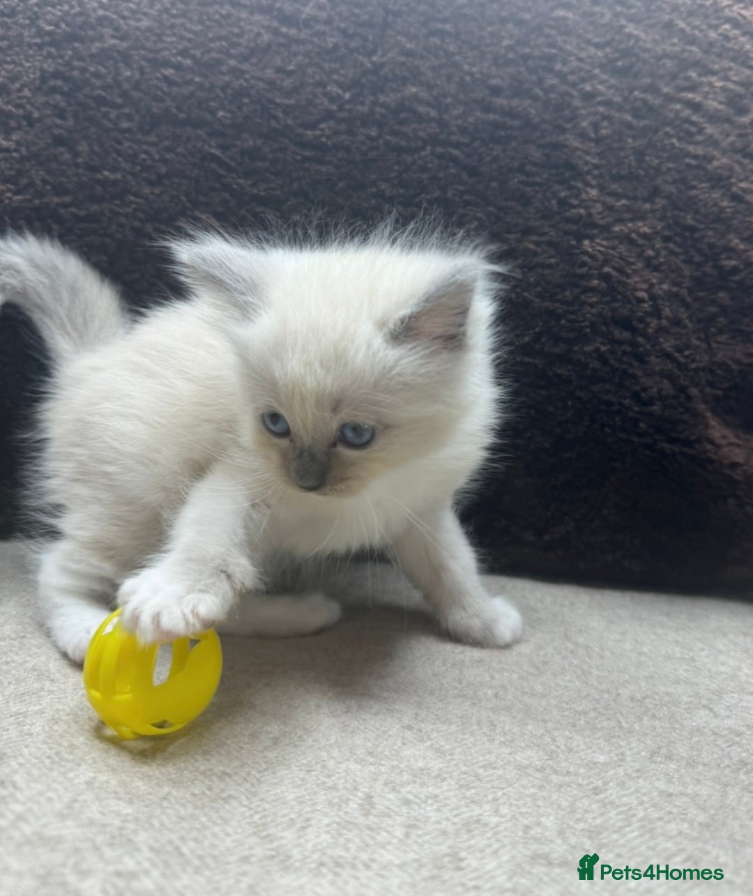 Ragdoll cats for sale: BEAUTIFUL RAGDOLL KITTENS - Image 19
