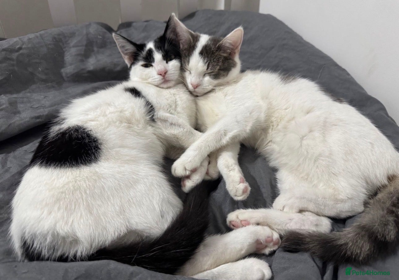 Domestic Shorthair cats bonded affectionate cats looking for new home  - Advert 1