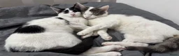 Domestic Shorthair cats for sale: bonded affectionate cats looking for new home  - Advert 1