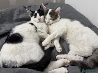 Domestic Shorthair cats bonded affectionate cats looking for new home - Advert 9