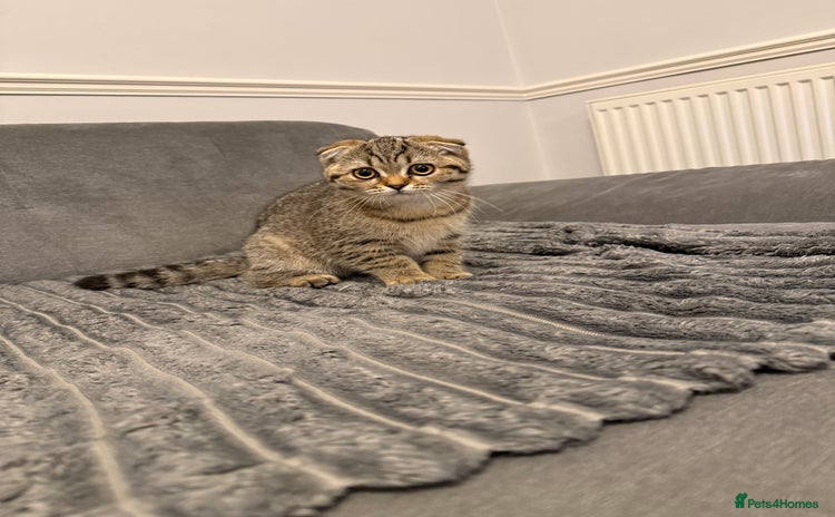 British Shorthair cats - Advert 1