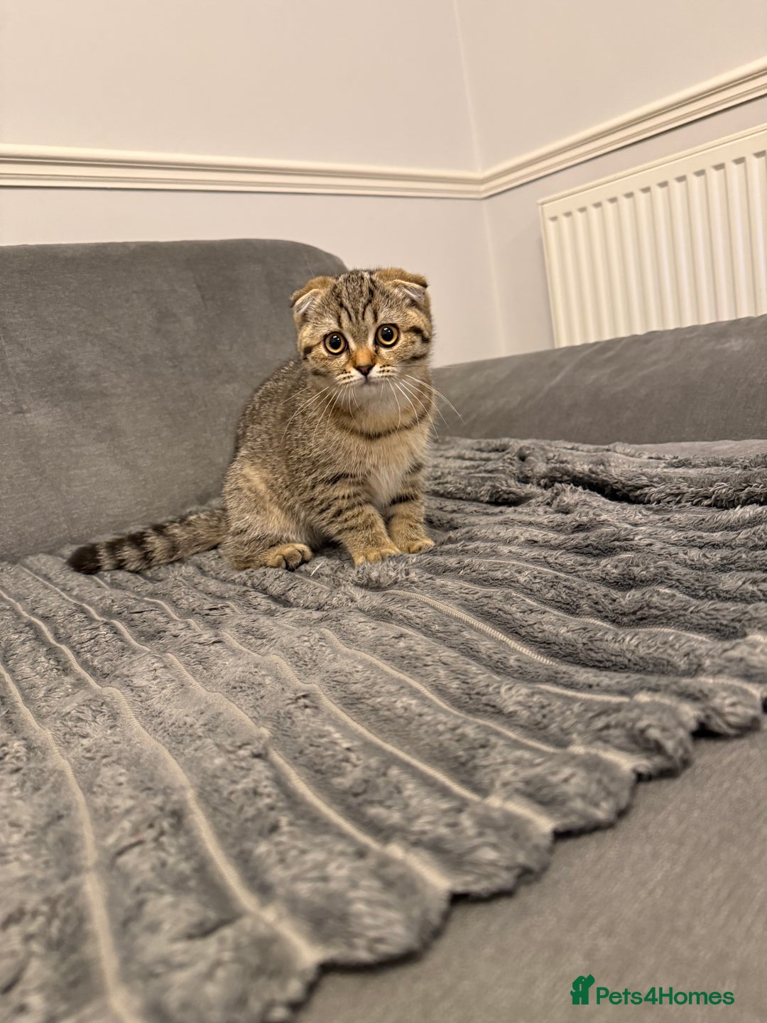 British Shorthair cats for sale: British shorthair  - Image 1