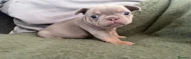 French Bulldog 3