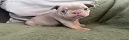 French Bulldog dogs for sale: French bull dog puppies - Advert 4
