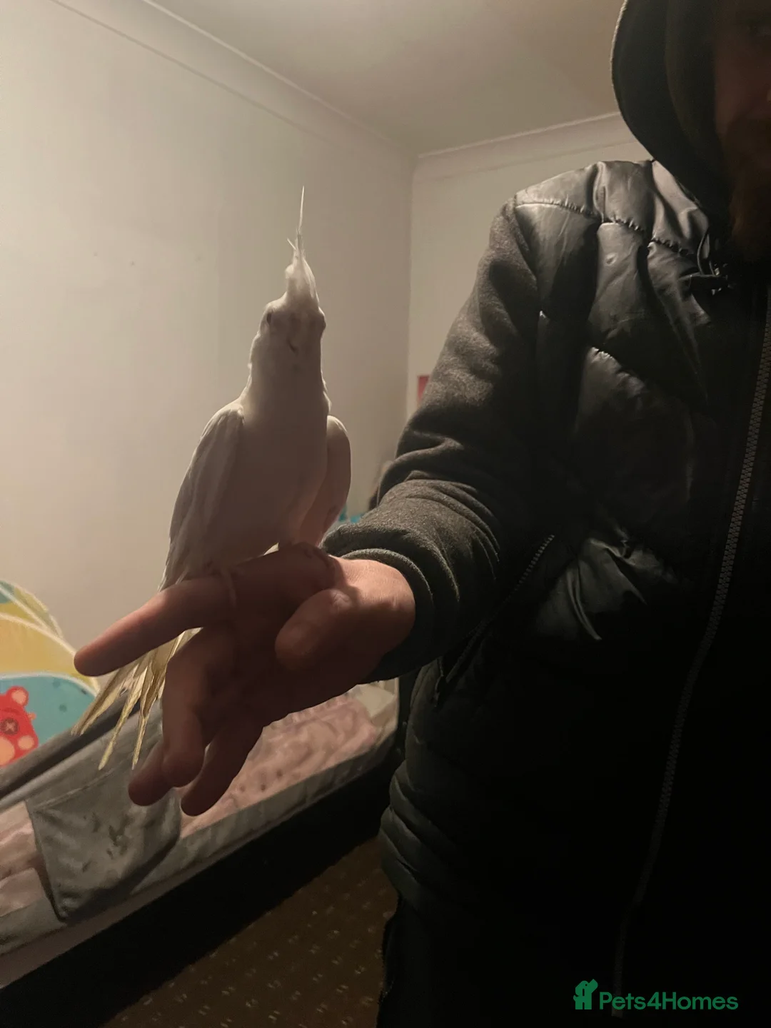 Cockatiels birds for sale: Hand tame cockatiels  - Advert 29